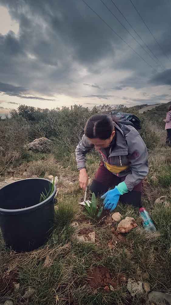 Reforestación montaña de Cullera