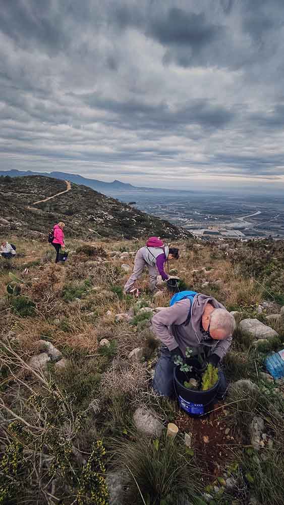 Reforestación montaña de Cullera