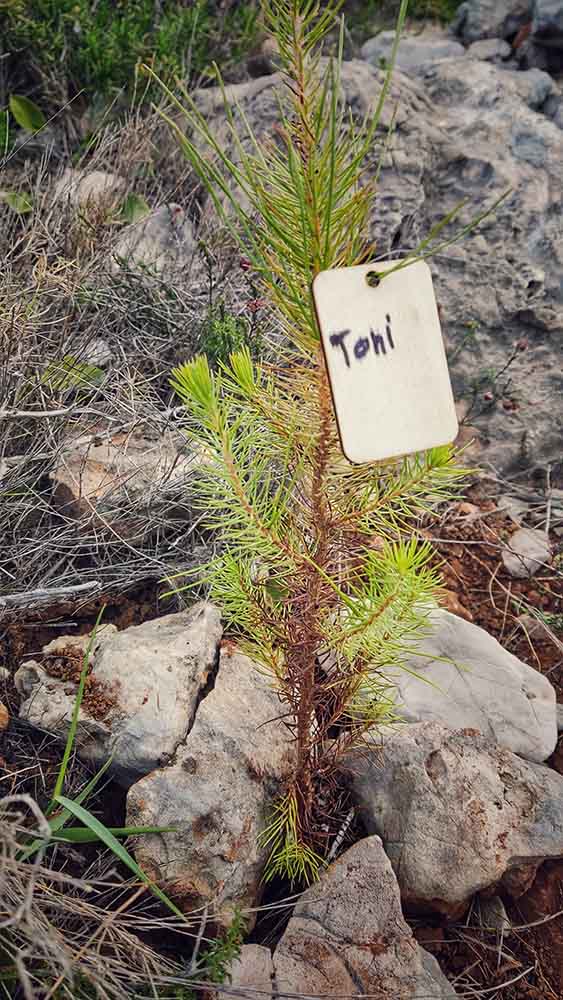 Reforestación montaña de Cullera