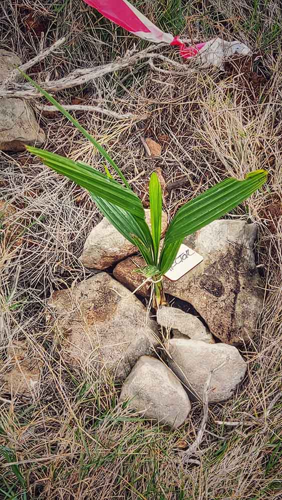 Reforestación montaña de Cullera