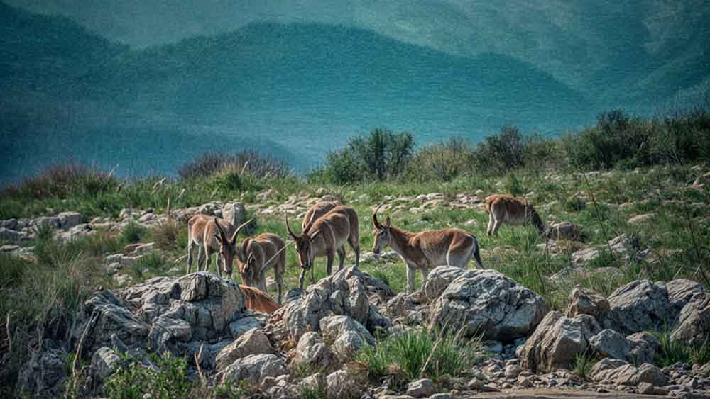 Tous. Cuevas del Tortero y el Candil