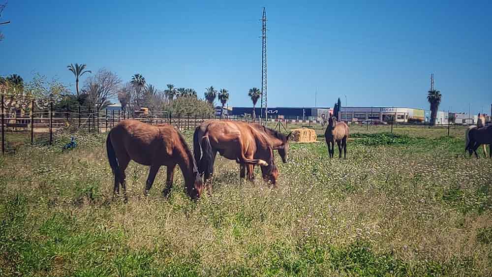 Beniopa. Castell de Bairén