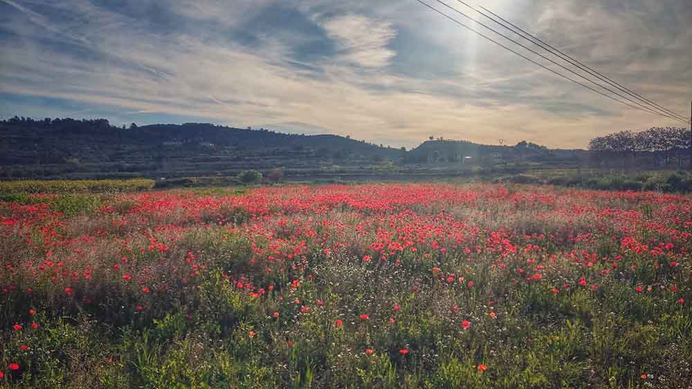 Chorradores de Navarrés