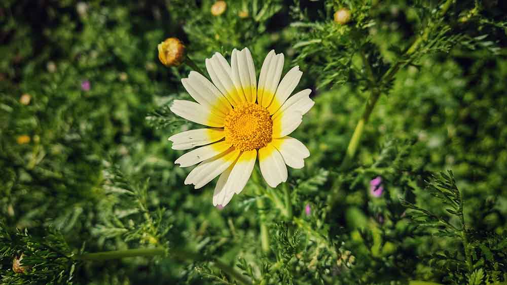 Chorradores de Navarrés
