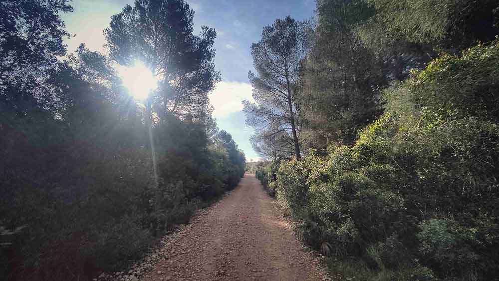 El Realenc de Carcaixent