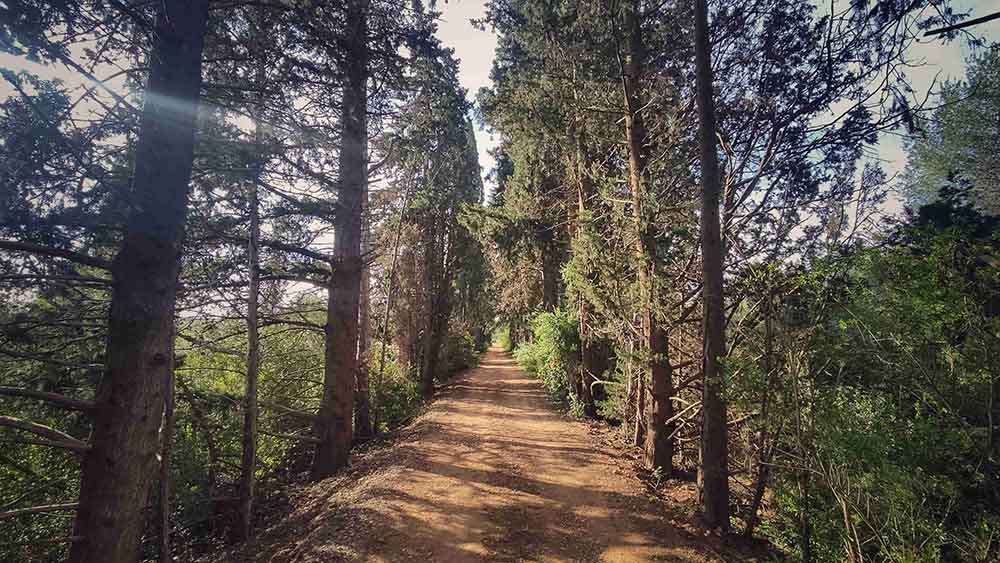 El Realenc de Carcaixent