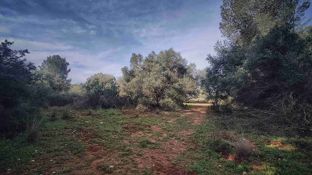 El Realenc de Carcaixent