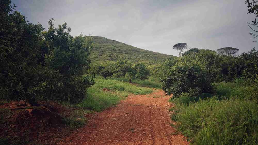 El Realenc de Carcaixent
