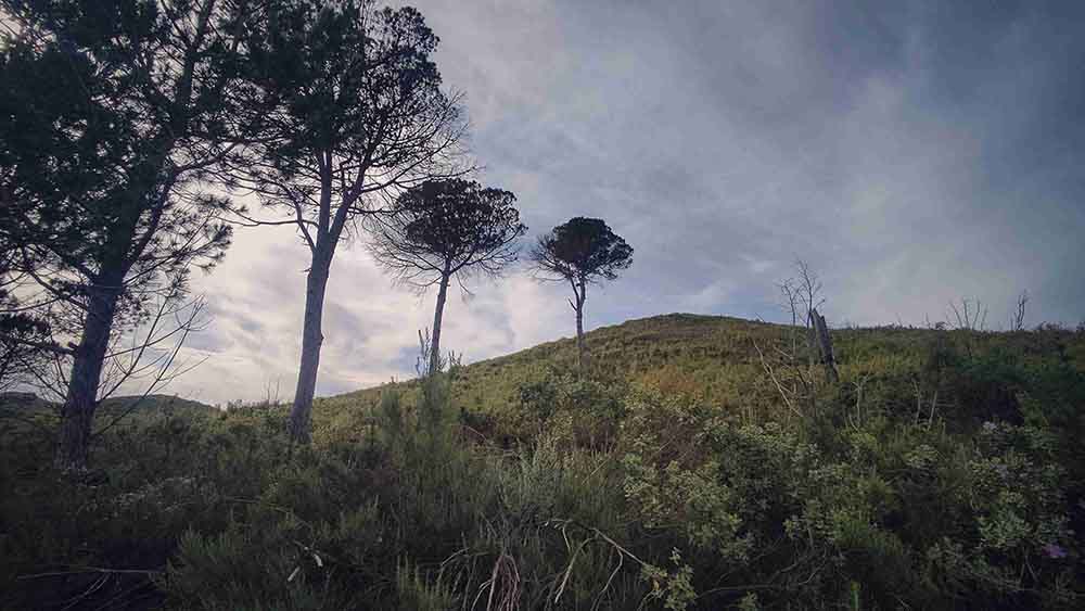 El Realenc de Carcaixent
