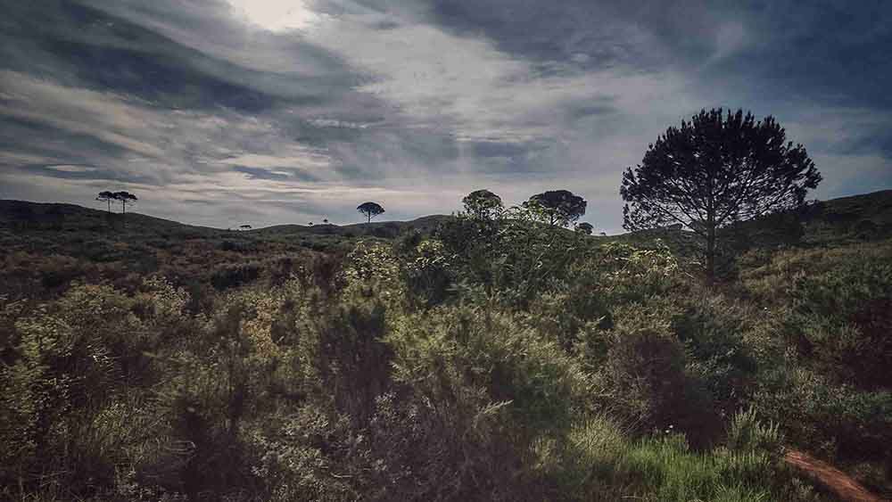 El Realenc de Carcaixent
