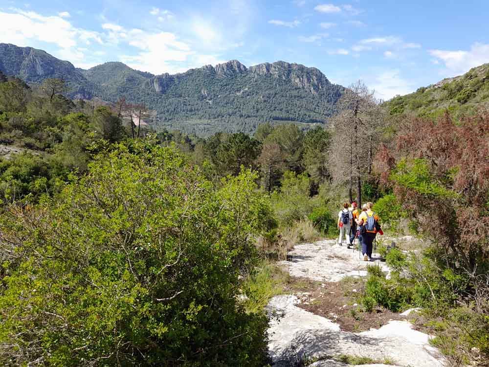 Les fonts de Pla de Corrals