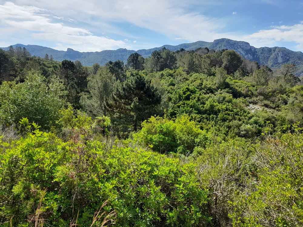 Les fonts de Pla de Corrals