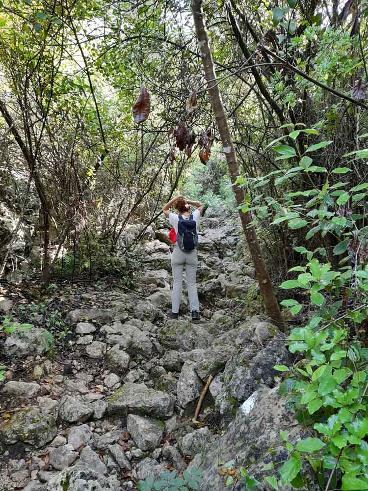 Les fonts de Pla de Corrals