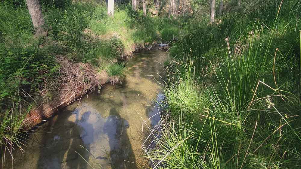 Las fuentes de Manzanera
