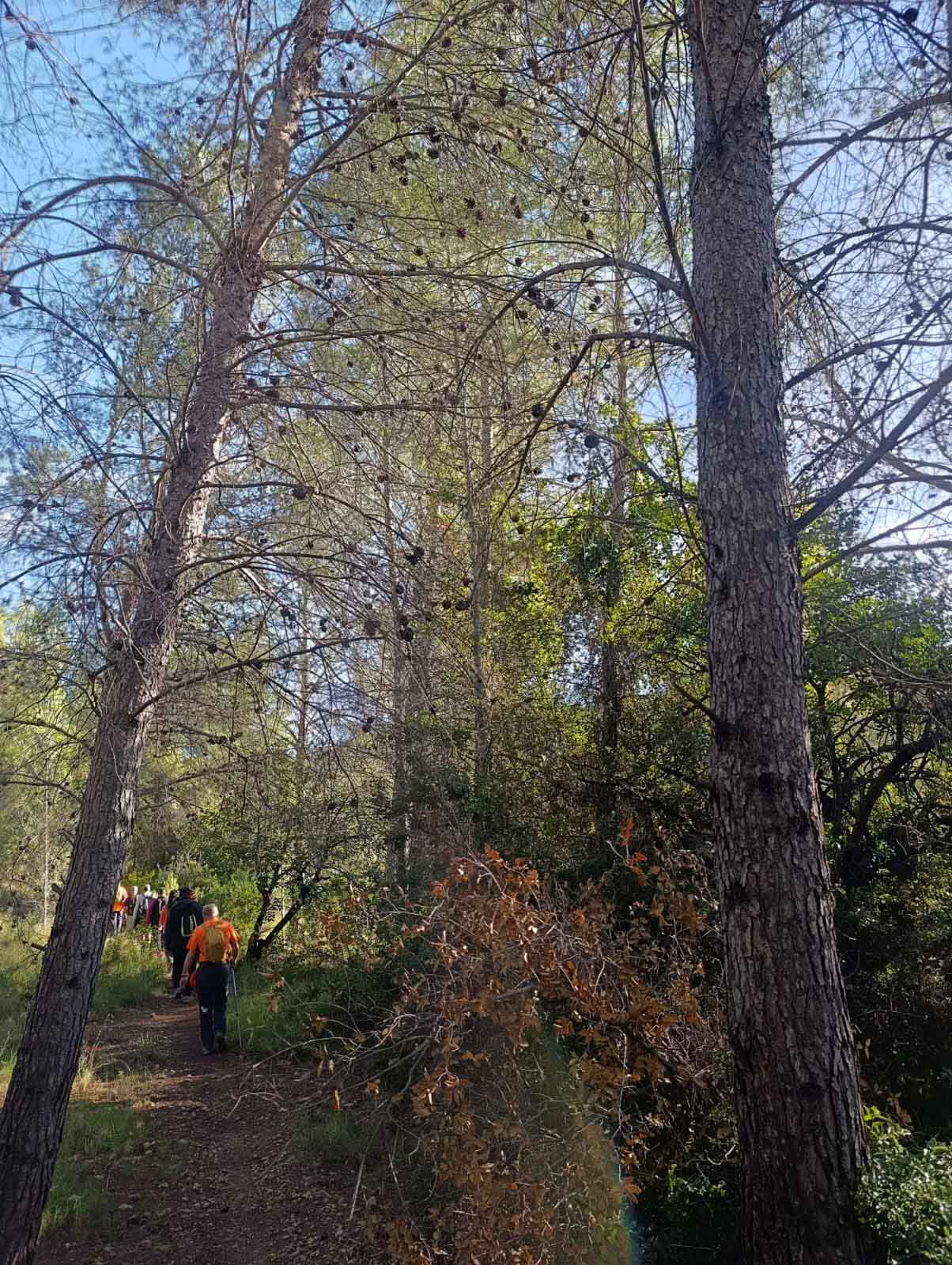 Sellent. Font del Pinar i Font de Ivars