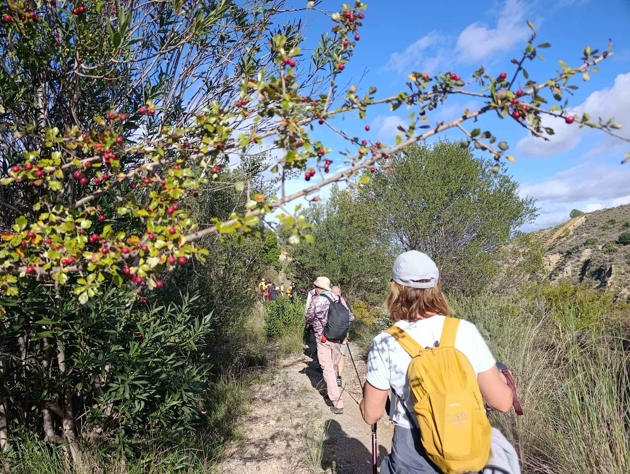 Sellent. Font del Pinar i Font de Ivars