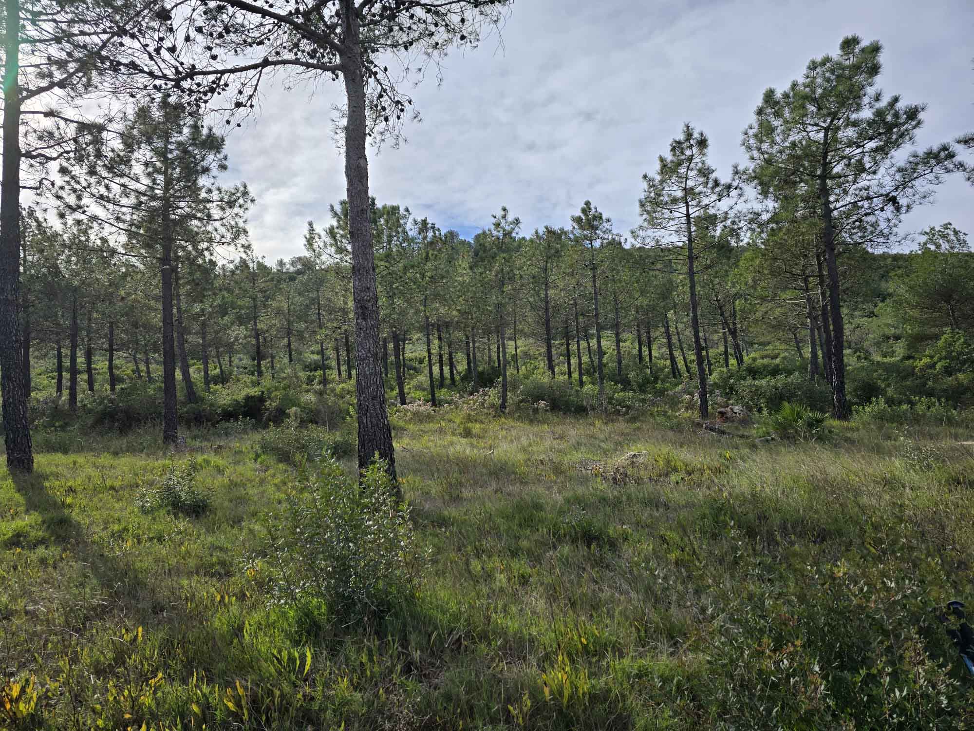Tavernes. Camí de l'ombría, senda d'Ester, Pla de les Foies