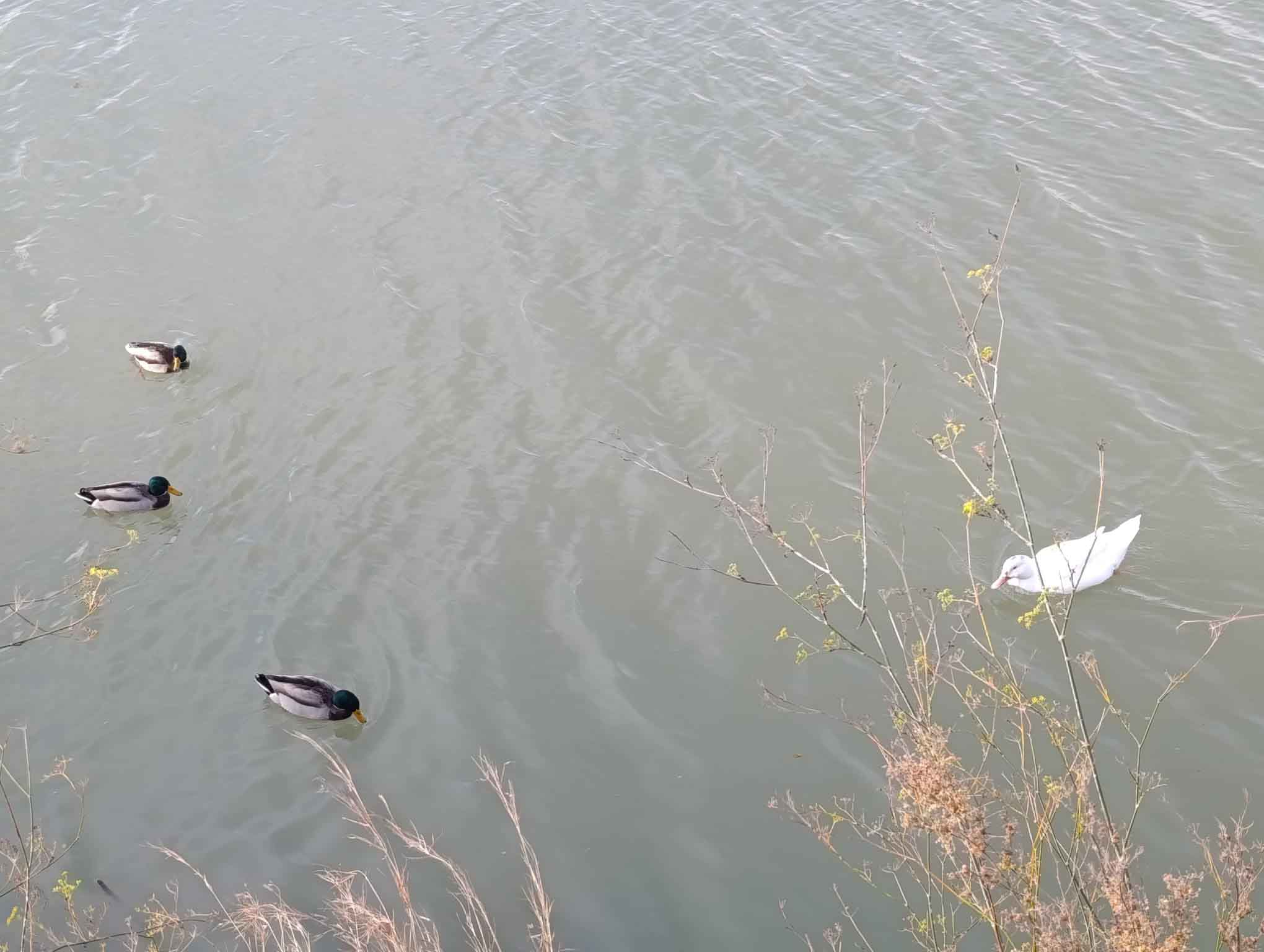 Fortaleny. Assut de Cullera