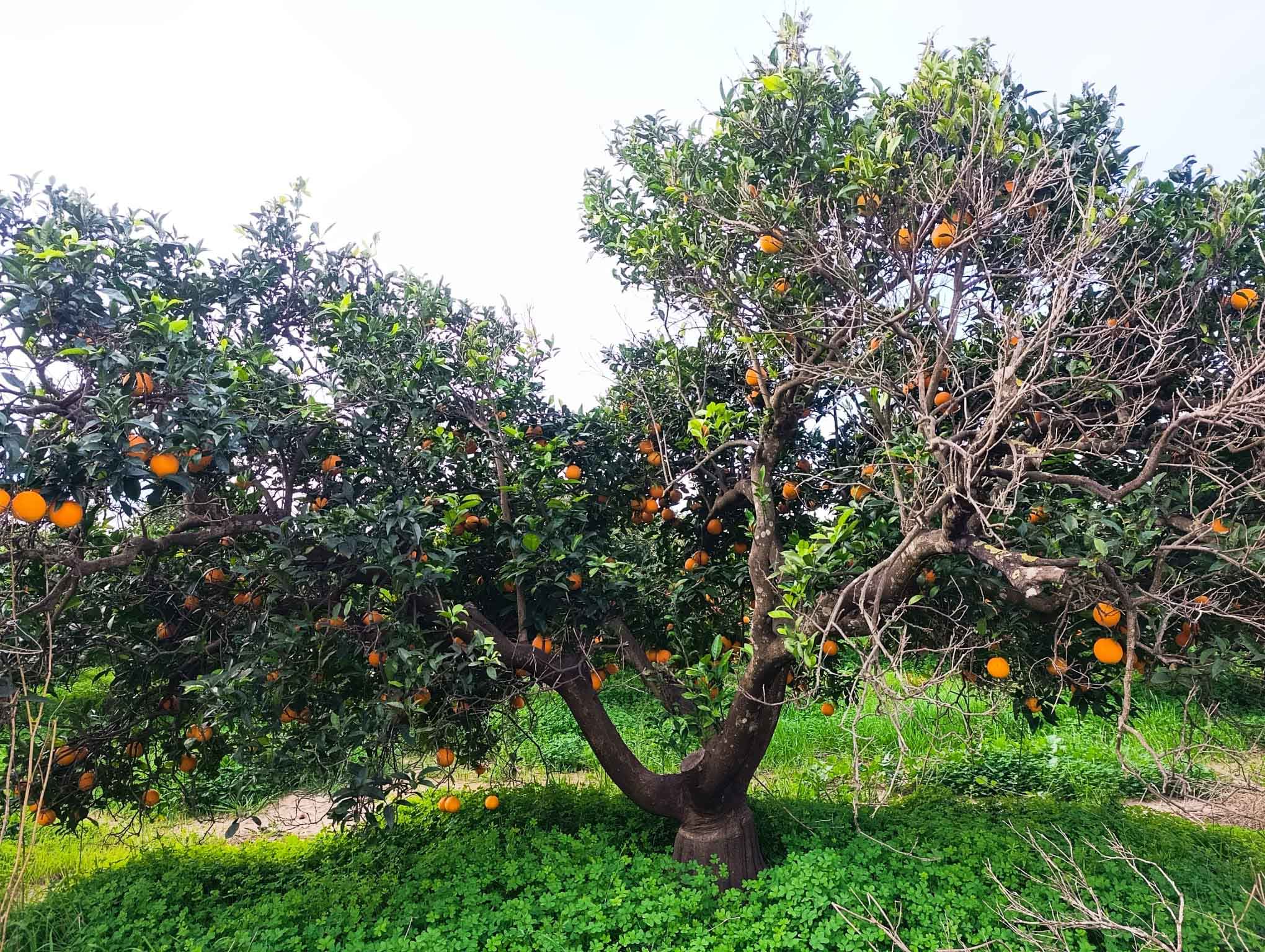 Fortaleny. Assut de Cullera