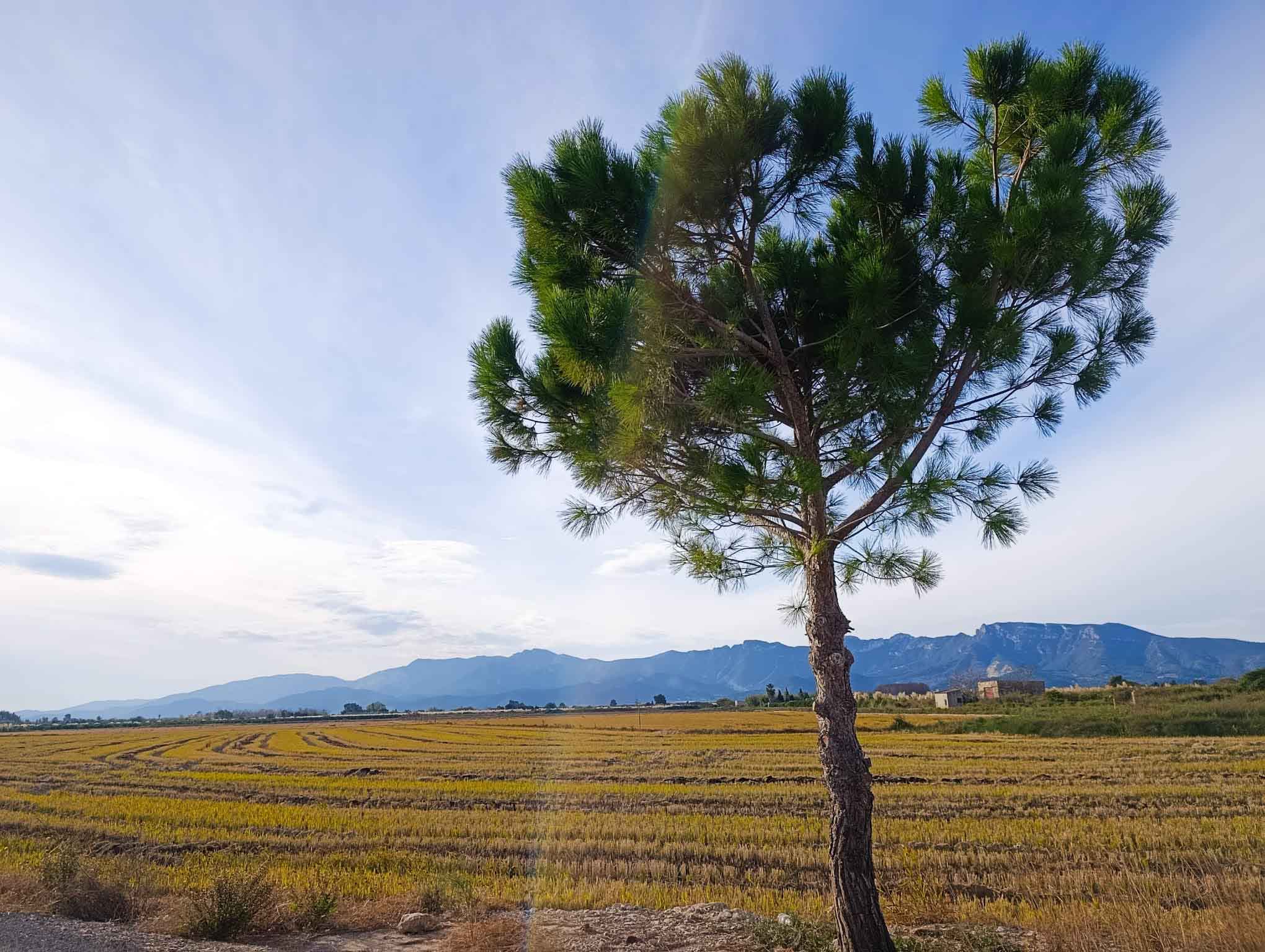 Fortaleny. Assut de Cullera