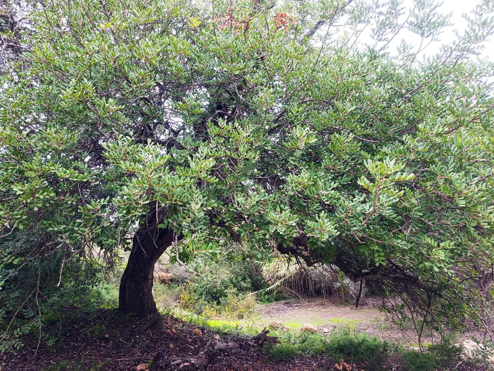 Collao. Decoración del árbol de Navidad