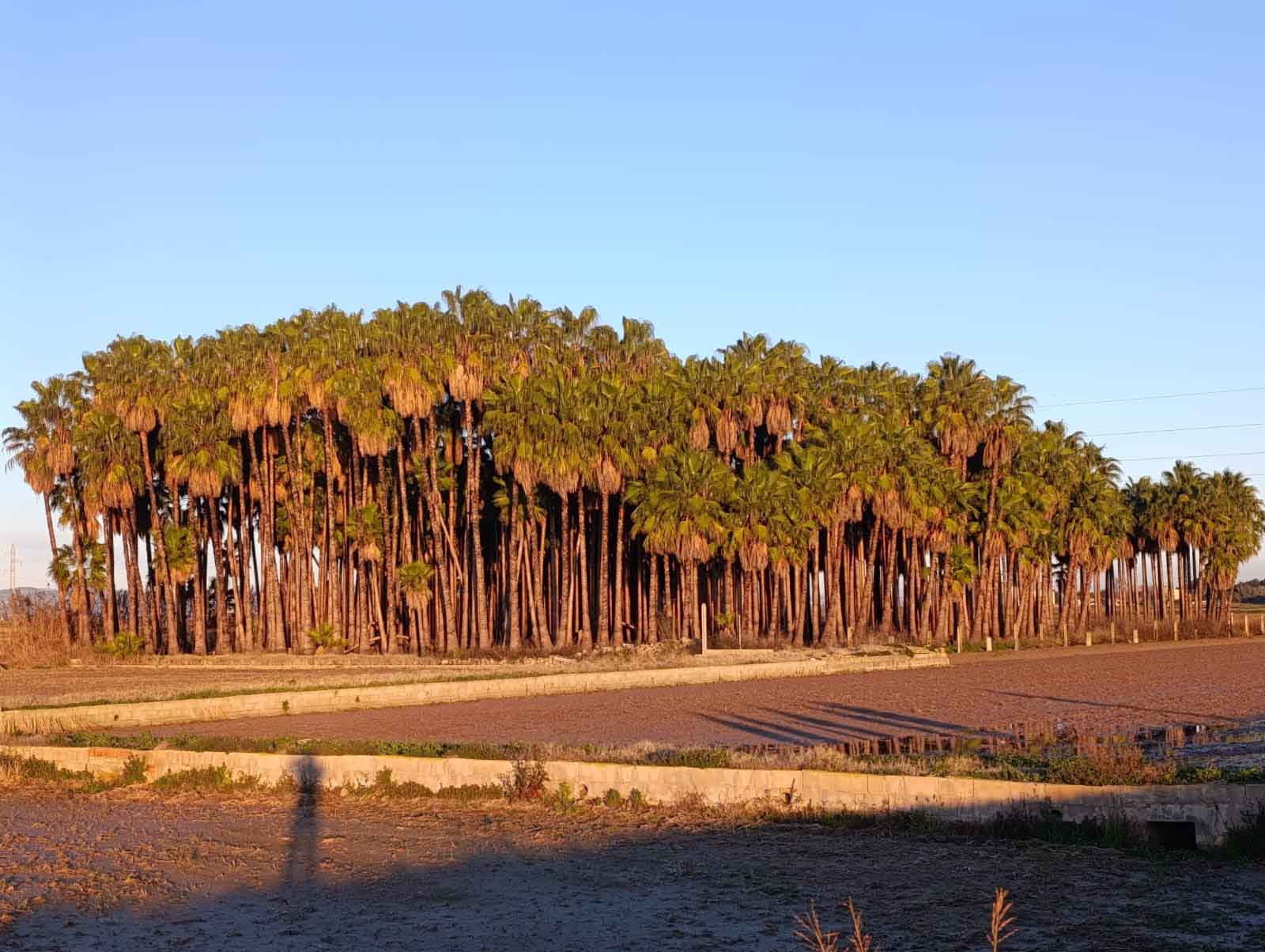 Ruta al Ullal de Baldoví