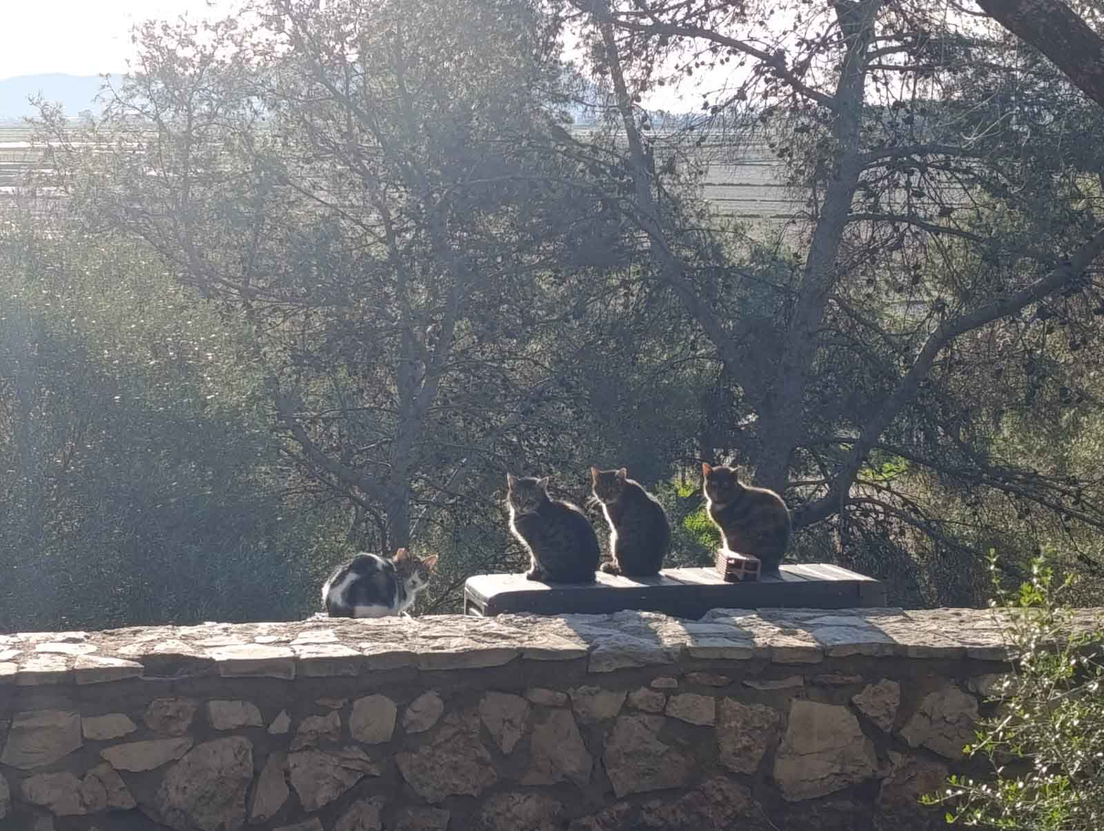 Ruta al Ullal de Baldoví