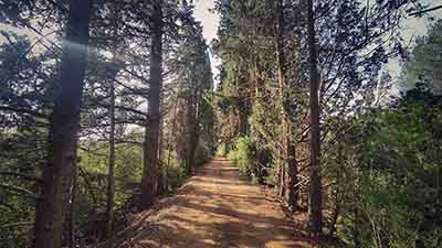 El Realenc de Carcaixent